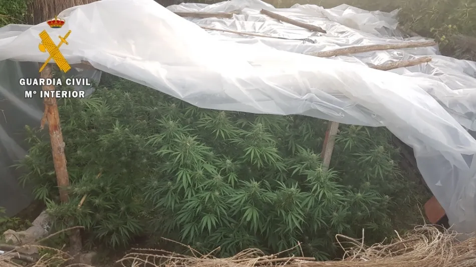 Desmanteladas cinco plantaciones de marihuana en los montes de Navasfrías  
