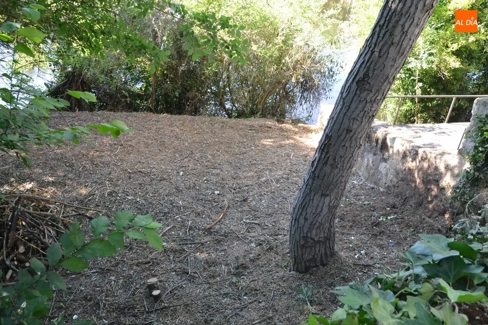Foto 3 - La zona de Los Ca&ntilde;itos deja atr&aacute;s su imagen &ldquo;asalvajada&rdquo; con la limpieza m&aacute;s profunda en una ...