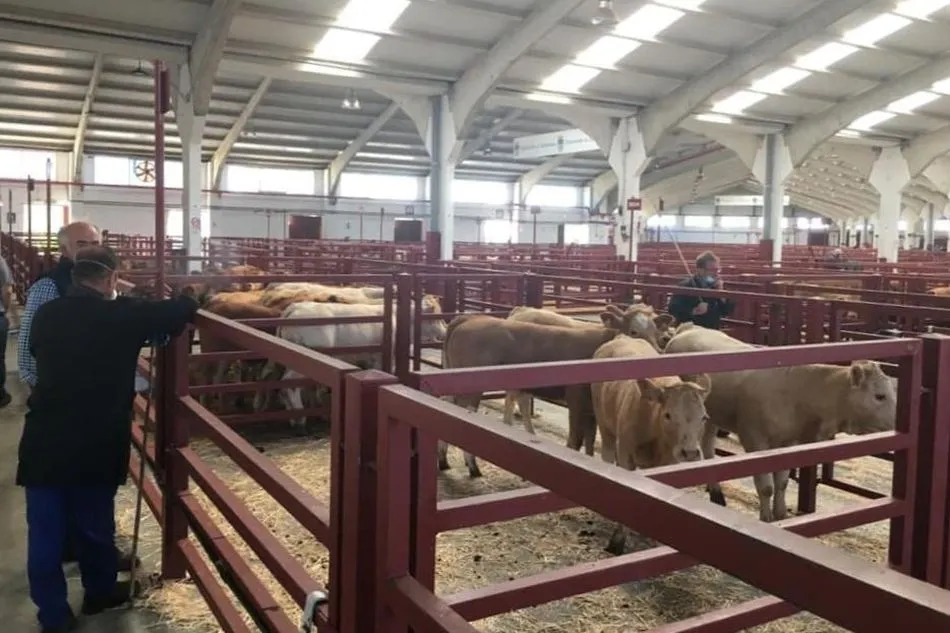 Foto 7 - Nuevo descenso del precio de la carne de vacuno mientras ovino y porcino mantienen la tendencia al...