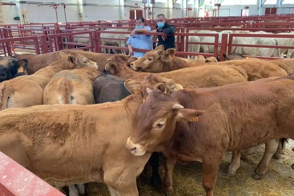 Foto 6 - Nuevo descenso del precio de la carne de vacuno mientras ovino y porcino mantienen la tendencia al...
