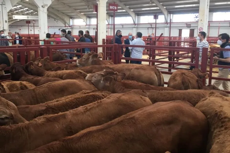 Javier Iglesias y el diputado de Agricultura, Julián Barrera, conversando con los profesionales