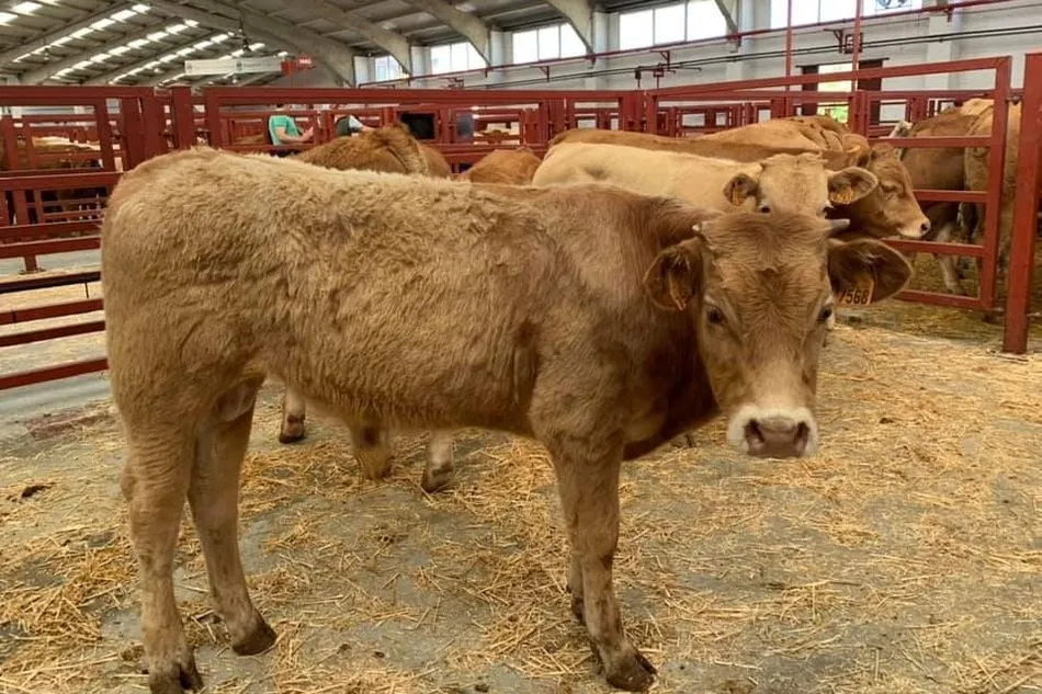 Foto 5 - Nuevo descenso del precio de la carne de vacuno mientras ovino y porcino mantienen la tendencia al...
