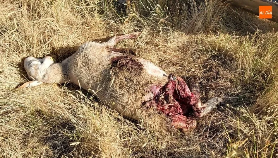 Una de las ovejas muertas y devorada por el lobo