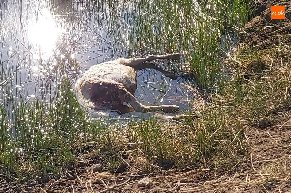 Foto 2 - El lobo se desplaza a Mieza y deja dos ovejas muertas y dos animales m&aacute;s malheridos  