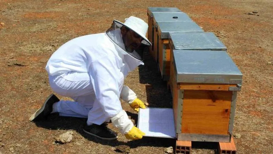 Los costes de producción medios en España, 2,92€/kg superan los de países como China, Uruguay o Portugal