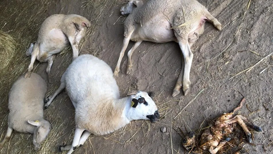 Algunas de las ovejas muertas y uno de los abortos