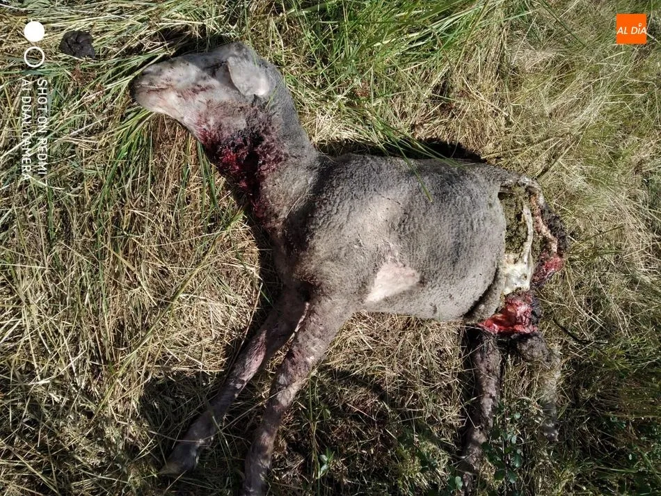 Un nuevo ataque de lobo en Villasbuenas deja un borrego muerto y una oveja desparecida  