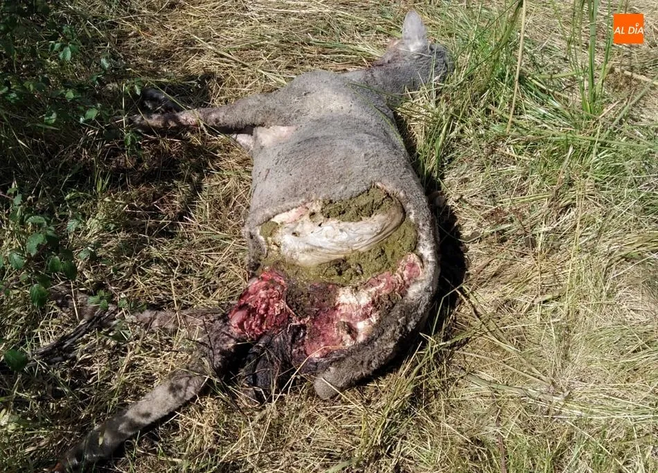 Foto 2 - Un nuevo ataque de lobo en Villasbuenas deja un borrego muerto y una oveja desparecida  