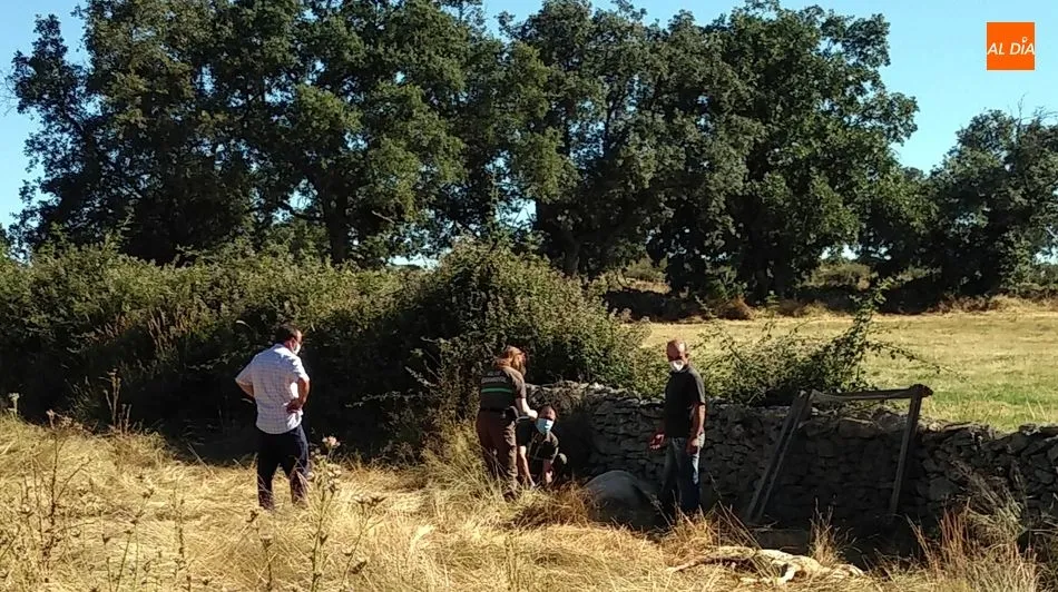 Foto 5 - Dos ovejas muertas y un semental mordido en el &uacute;ltimo ataque del lobo en Lumbrales