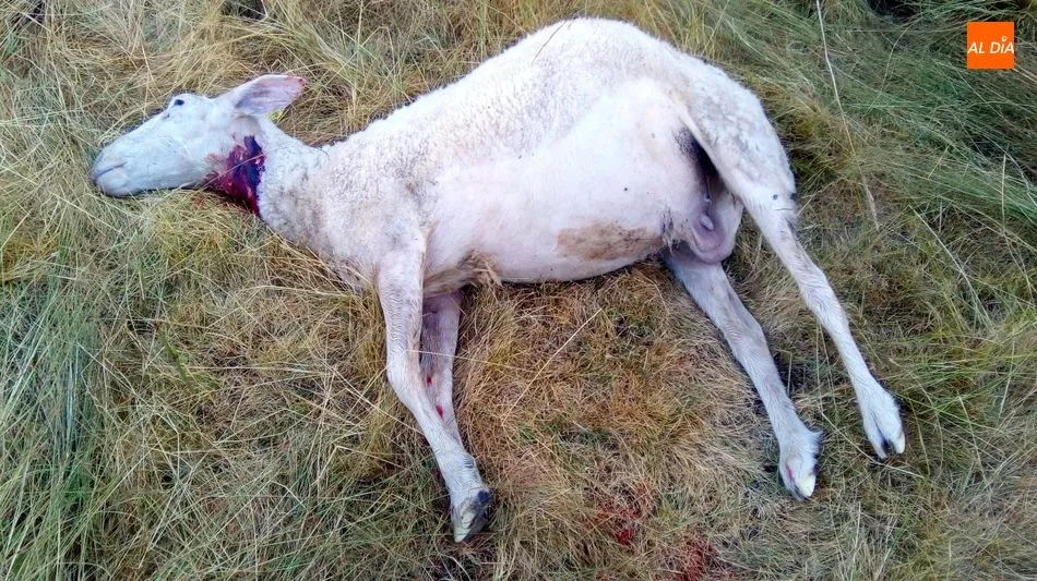 Foto 4 - Dos ovejas muertas y un semental mordido en el &uacute;ltimo ataque del lobo en Lumbrales