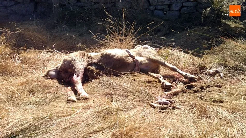 Foto 3 - Dos ovejas muertas y un semental mordido en el &uacute;ltimo ataque del lobo en Lumbrales
