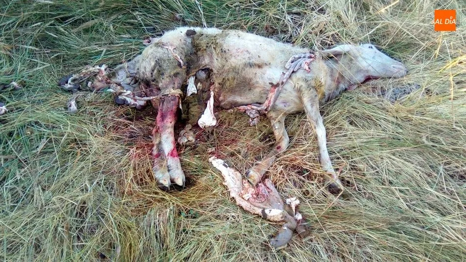 Foto 7 - Dos ovejas muertas y un semental mordido en el &uacute;ltimo ataque del lobo en Lumbrales