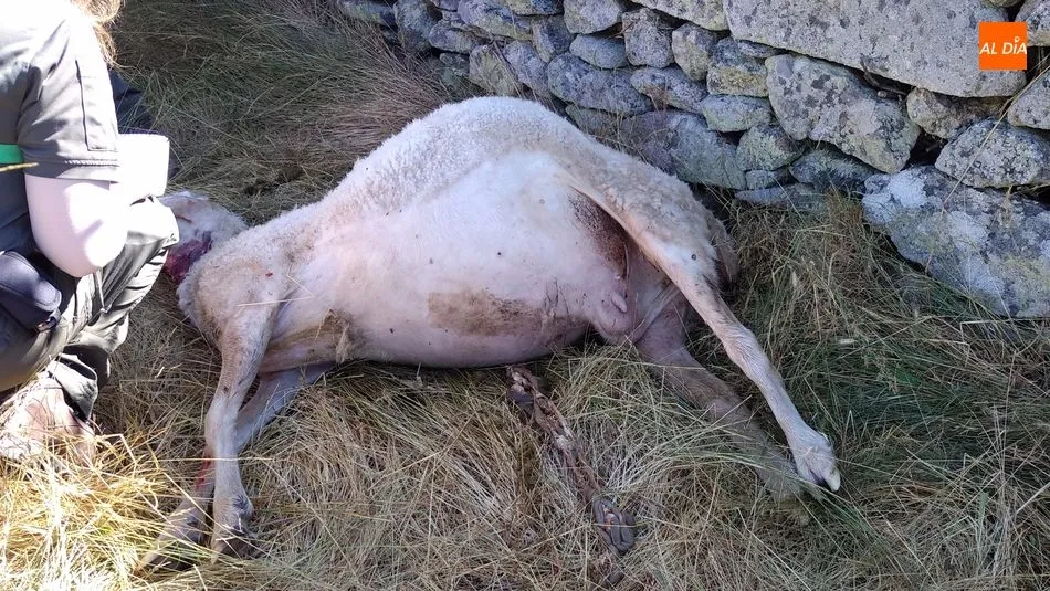 Foto 6 - Dos ovejas muertas y un semental mordido en el &uacute;ltimo ataque del lobo en Lumbrales
