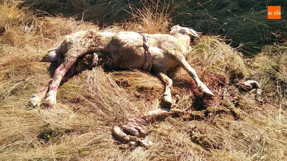 Foto 2 - Dos ovejas muertas y un semental mordido en el &uacute;ltimo ataque del lobo en Lumbrales