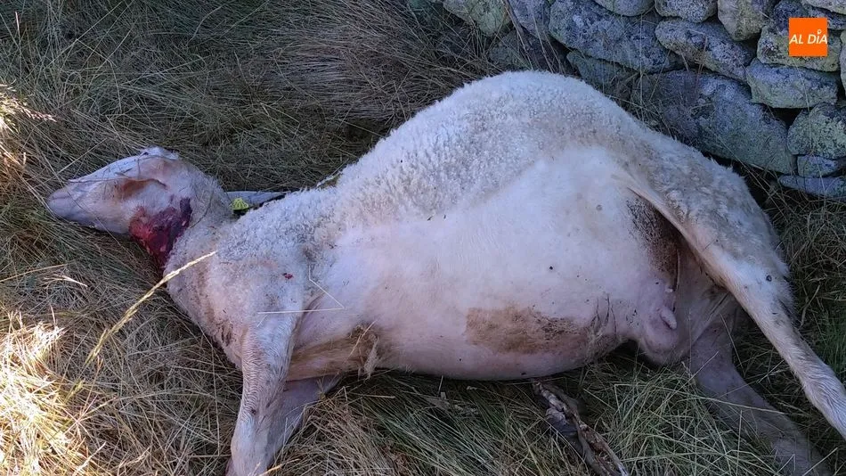 Foto 8 - Dos ovejas muertas y un semental mordido en el &uacute;ltimo ataque del lobo en Lumbrales