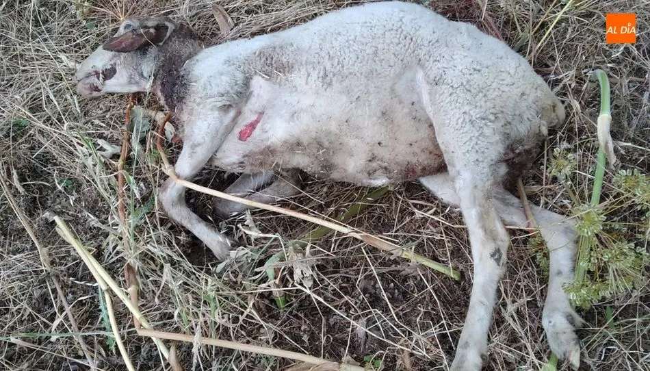 Iveja de la explotación de Ricardo Hernández que el pasado sábado sufría un ataque de lobo