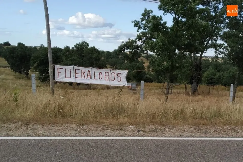 Foto 2 - El &uacute;ltimo ataque de lobo en Villasbuenas se salda finalmente con dos reses muertas  