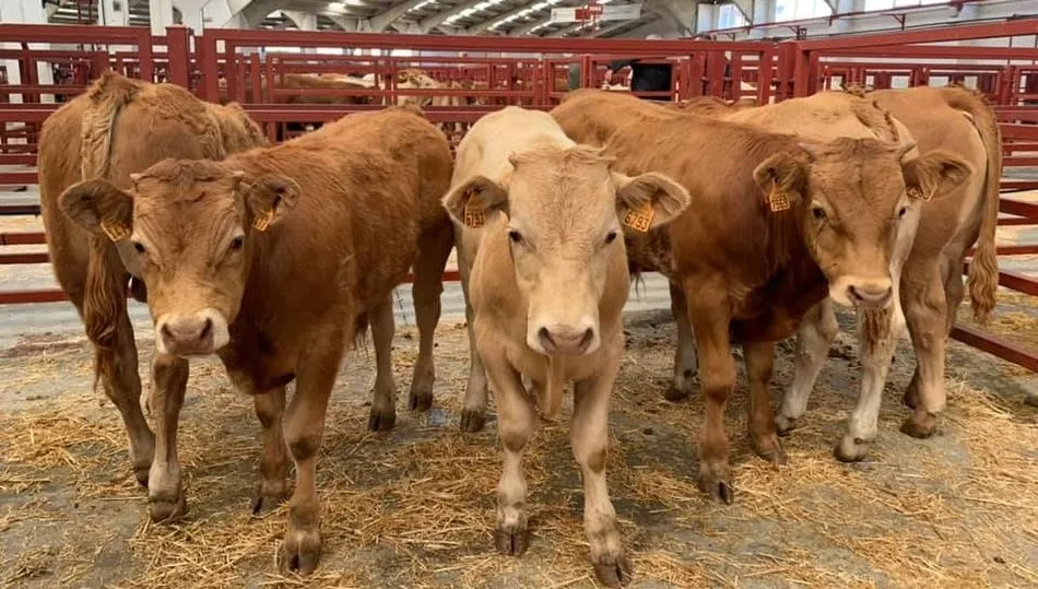 Tras varios meses de muchas dudas, finalmente el vacuno para vida cotizó al alza