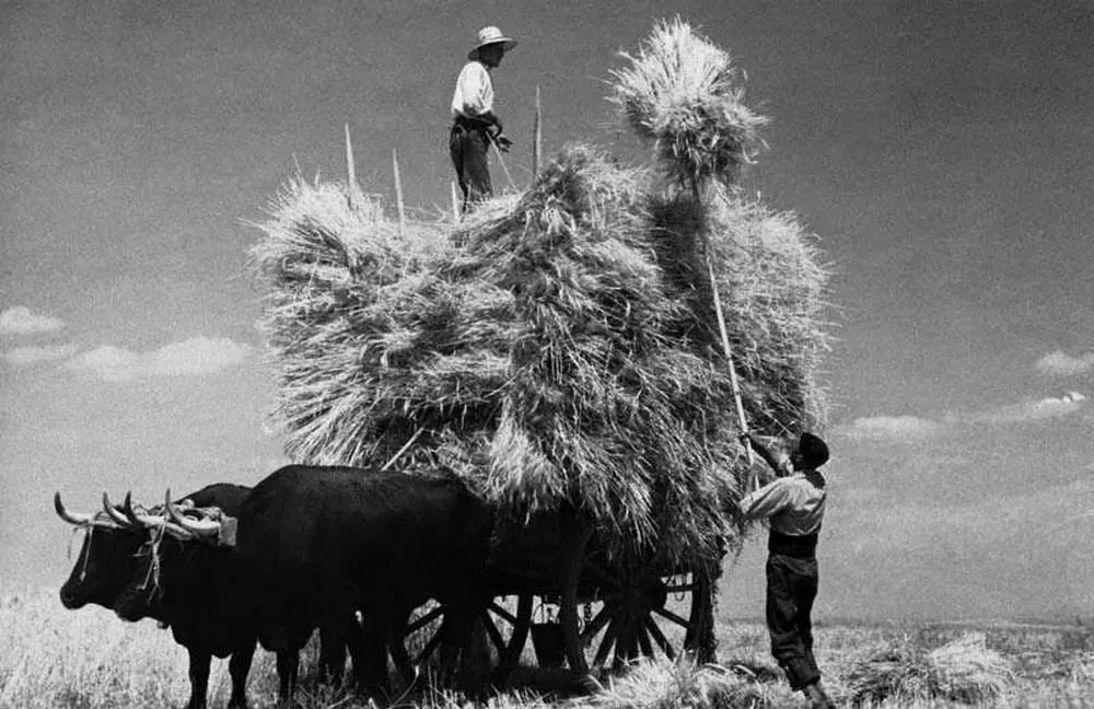 Segadores, oficio ya desaparecido