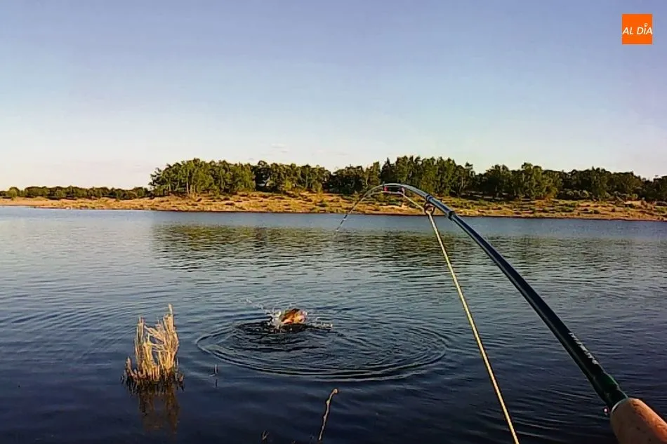Foto 4 - Pesca de carpas con mosca en el embalse&nbsp;de Almendra  