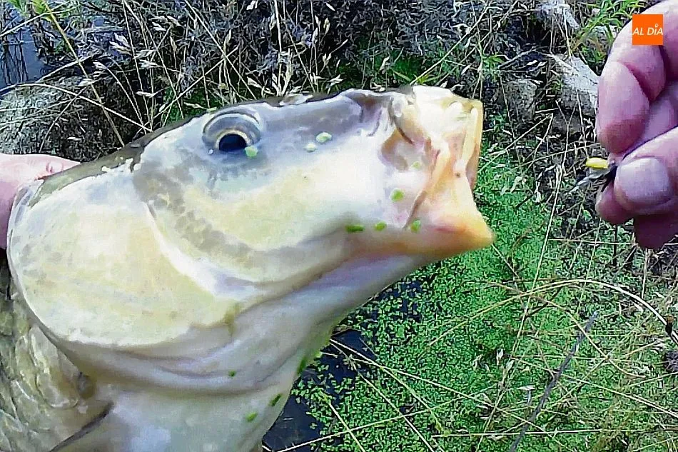 Foto 3 - Pesca de carpas con mosca en el embalse&nbsp;de Almendra  