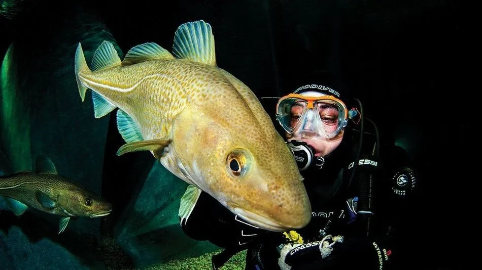 El Acuario de los Bacalaos es el espacio más llamativo del museo/ Foto: MMI