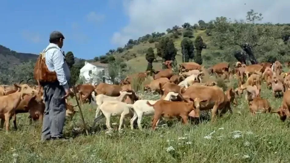 La elección de la raza malagueña se debe a su rusticidad y sus cualidades de adaptación al terreno de las Arribes /AECCM