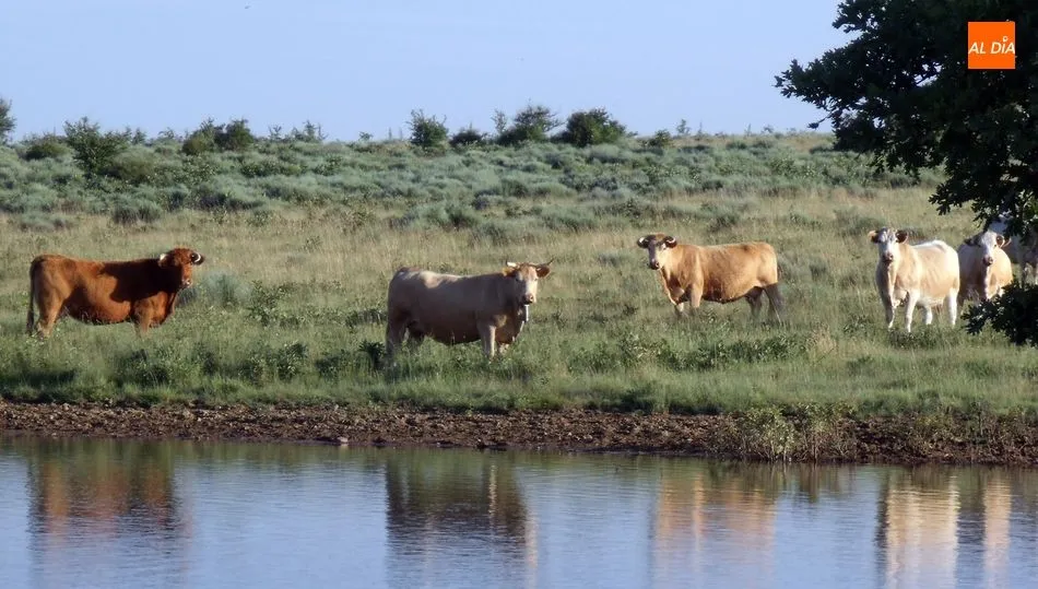  Tranquilidad en el mercado de ganado con repetición de precios para el cebo / CORRAL