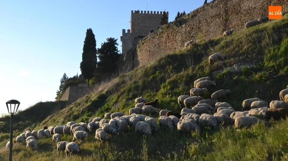 Tres licitadores se quedan con 6 de las 9 zonas de pastos disponibles  