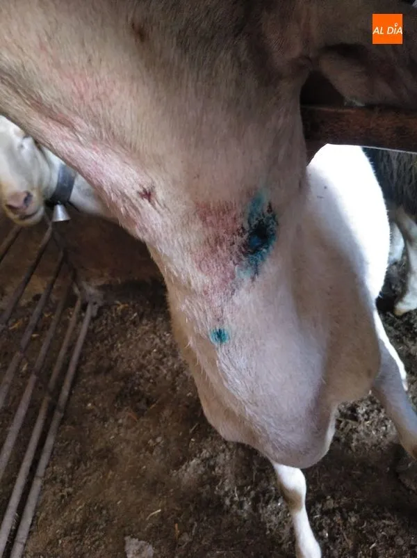 Foto 7 - El lobo regresa a Mieza y deja una oveja muerta y seis heridas  