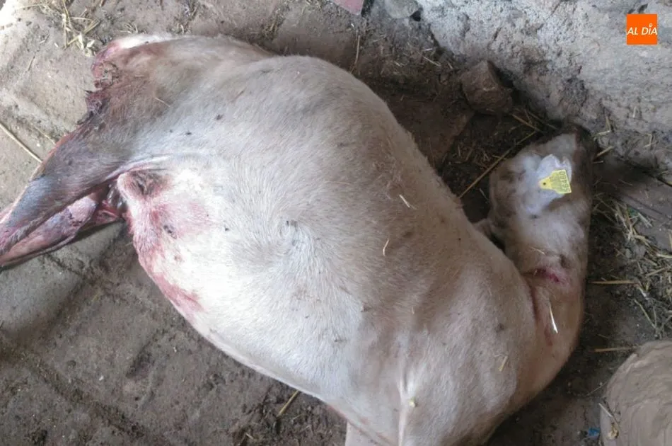 Foto 4 - El lobo regresa a Mieza y deja una oveja muerta y seis heridas  