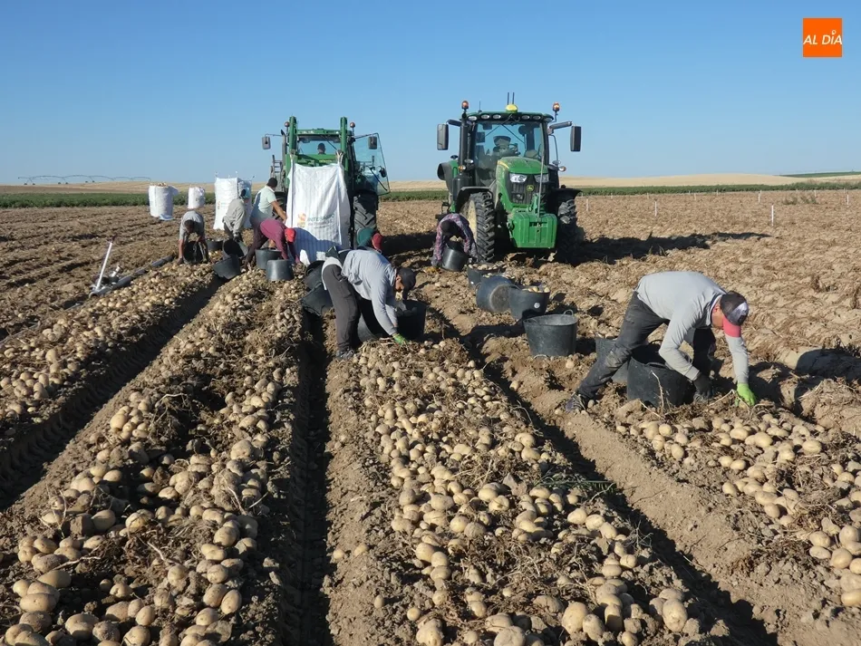 Cosecha de patatas en Villaflores. / Jorge Holguera