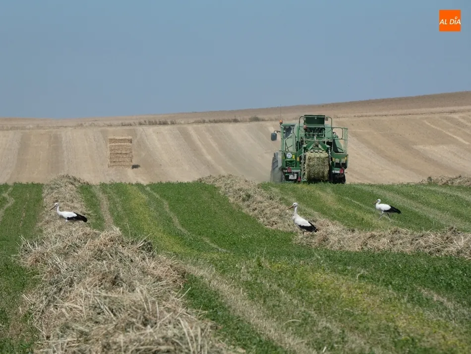 Foto 4 - Dan el tercer corte a las alfalfas en Cantalapiedra