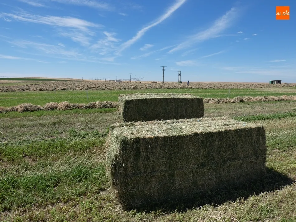 Labores de empacado de alfalfa en Cantalapiedra. / Jorge Holguera