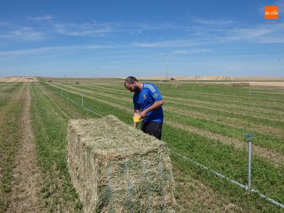 Foto 5 - Dan el tercer corte a las alfalfas en Cantalapiedra