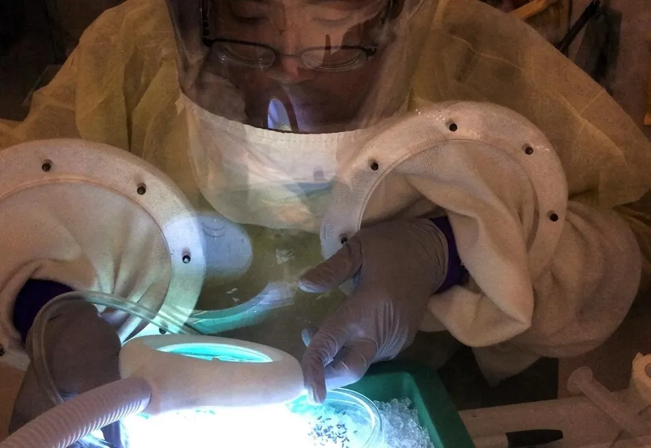 Primer estudio que confirma que los mosquitos no transmiten el nuevo coronavirus a las personas