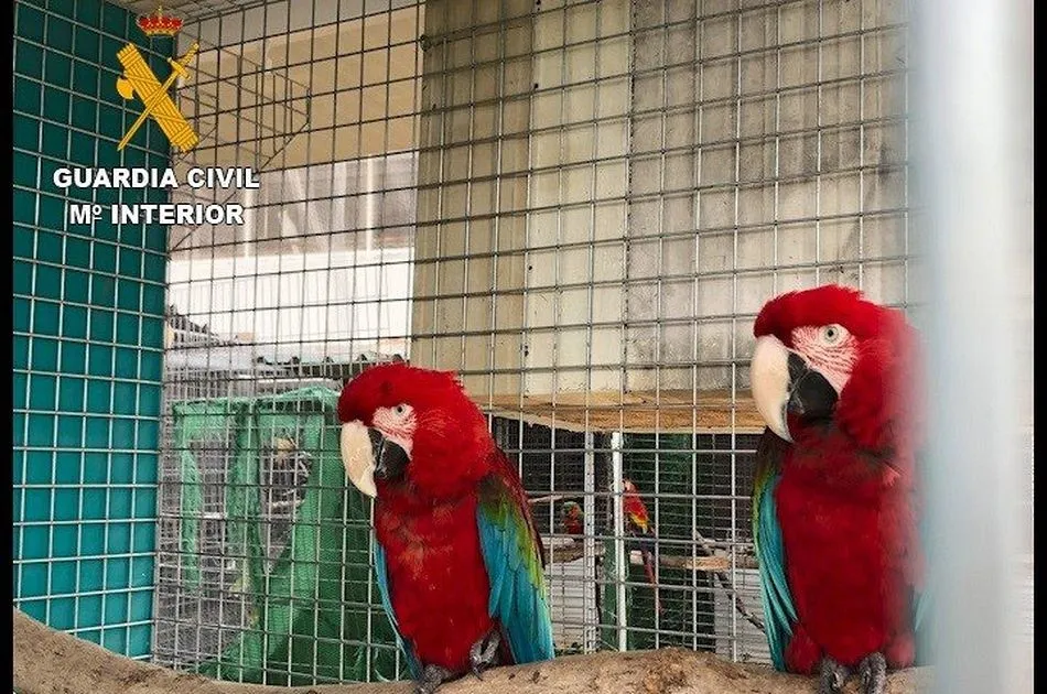 Algunos de los animales incautados por la Benemérita - GUARDIA CIVIL