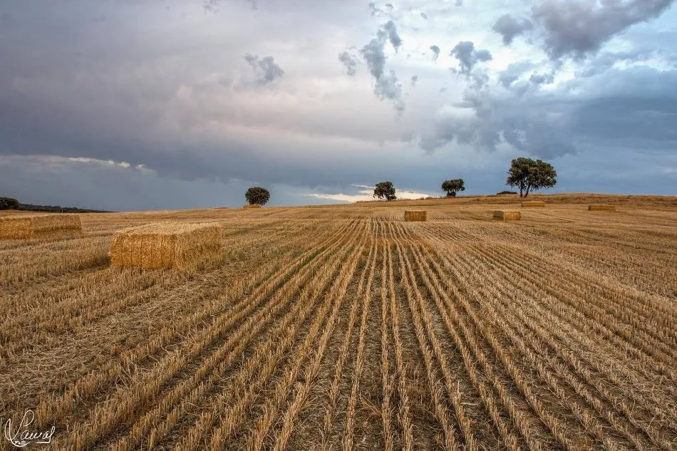 La cara amable del 2020