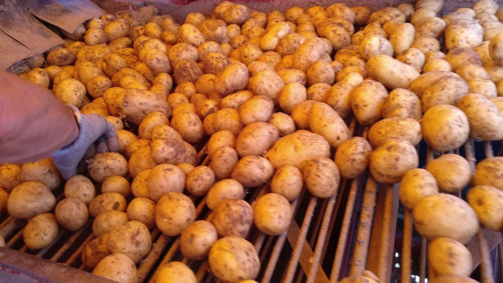 Extraen las primeras patatas con máquina en Aldearrubia