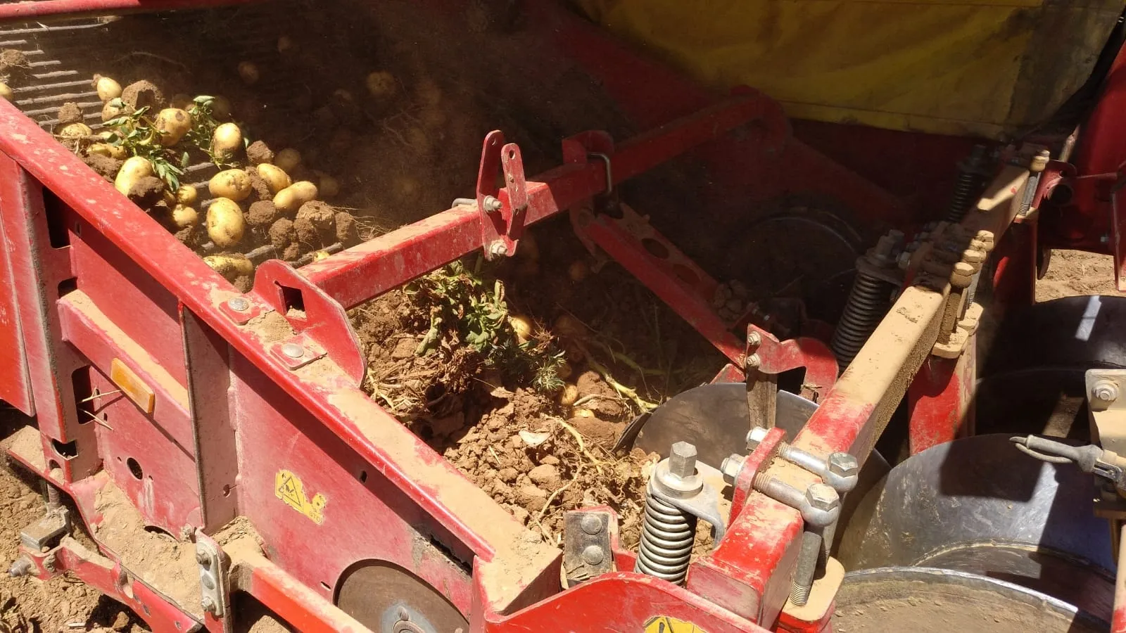 Foto 8 - Extraen las primeras patatas con m&aacute;quina en Aldearrubia