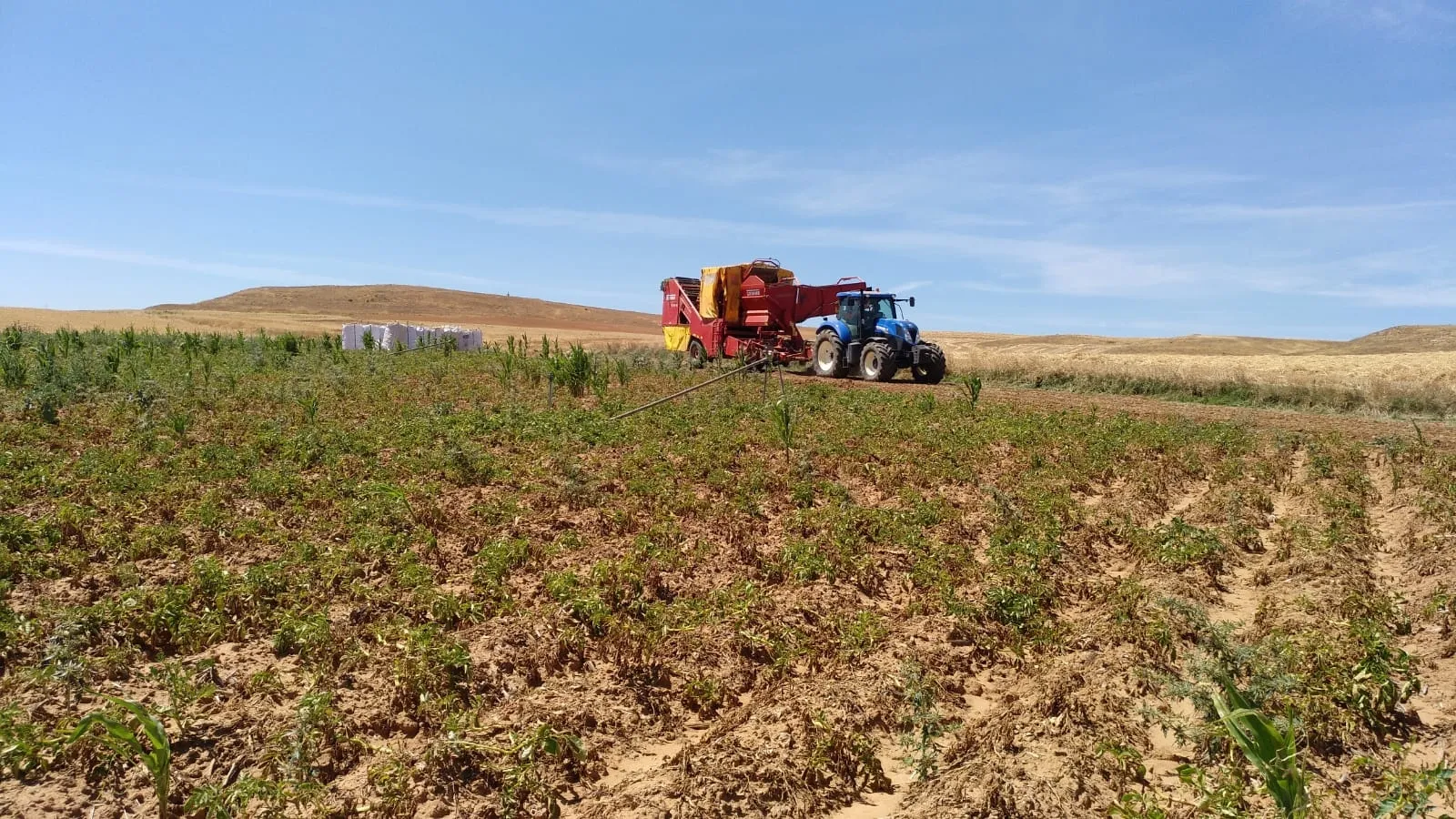 Foto 6 - Extraen las primeras patatas con m&aacute;quina en Aldearrubia