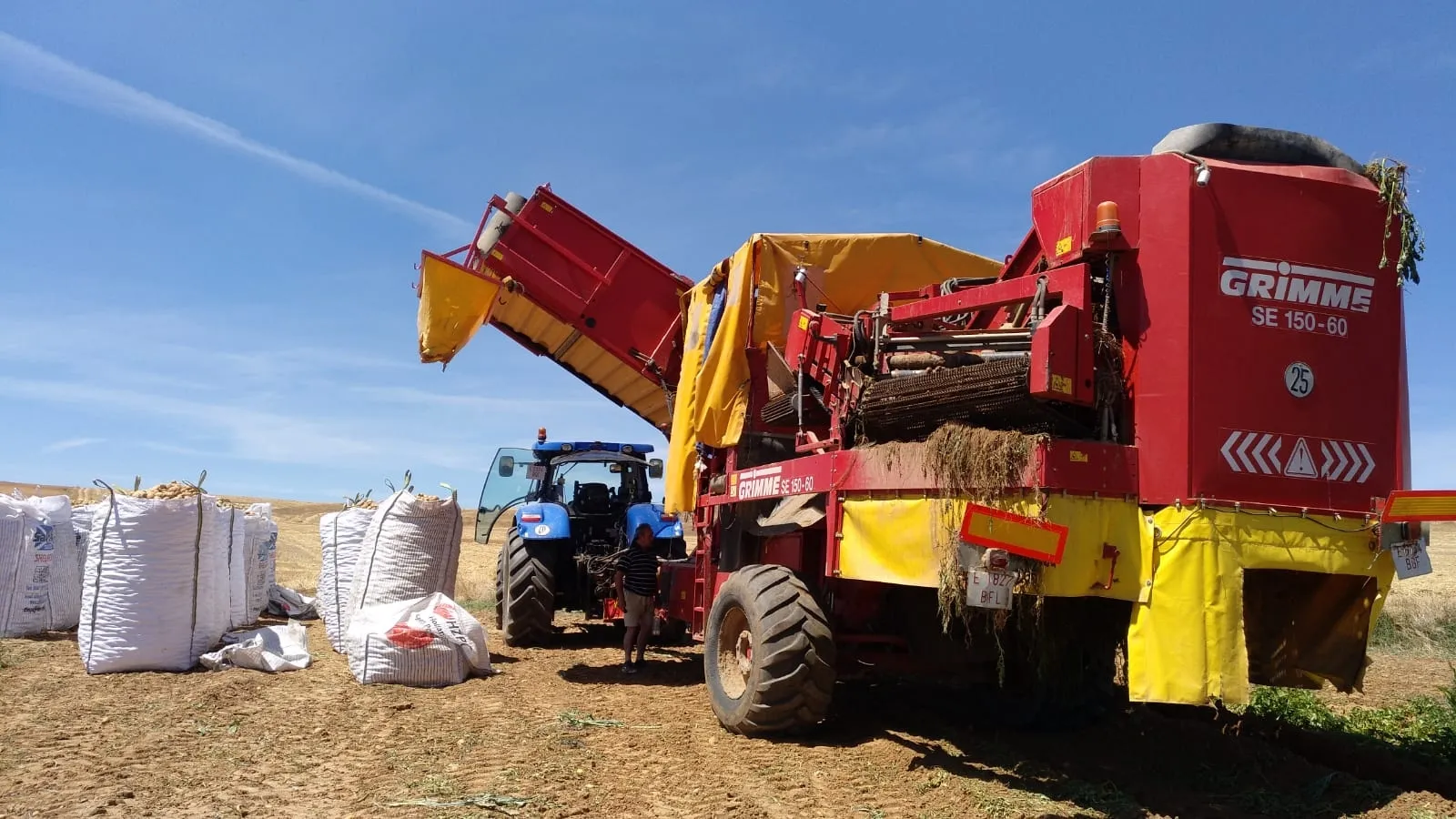 Foto 5 - Extraen las primeras patatas con m&aacute;quina en Aldearrubia