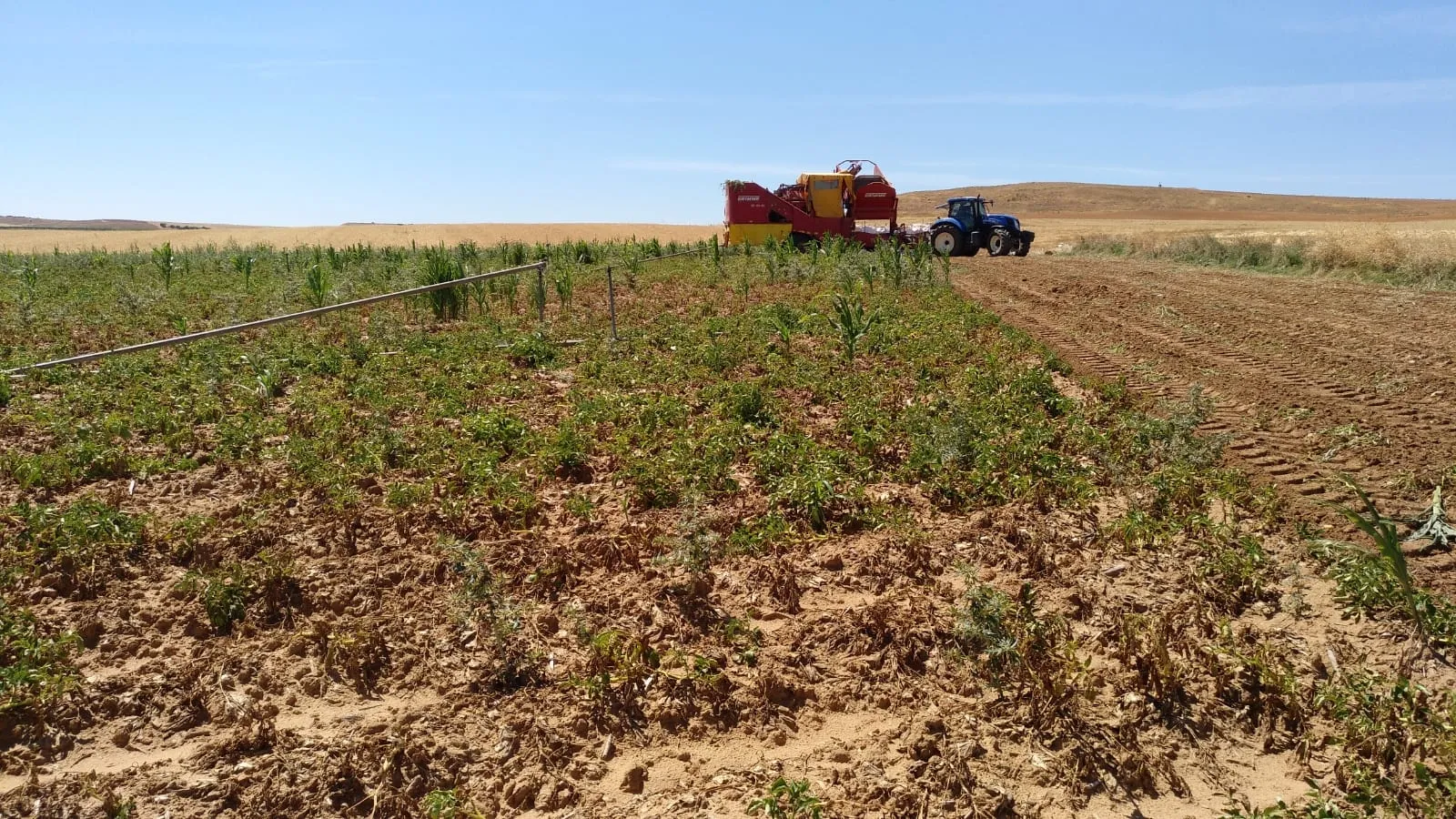 Foto 2 - Extraen las primeras patatas con m&aacute;quina en Aldearrubia