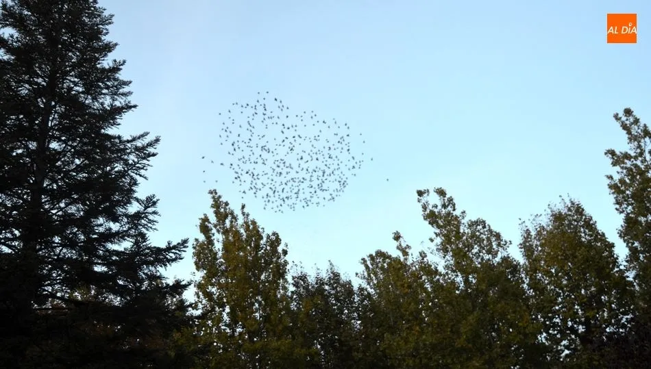 Se cierra unas horas el parque de Béjar para ahuyentar a los estorninos