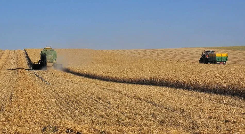 Buenas noticias en la Lonja de ese lunes para los agricultores que cultivaron cereales. Foto de Carlos Santiago captada en Palencia de Negrilla