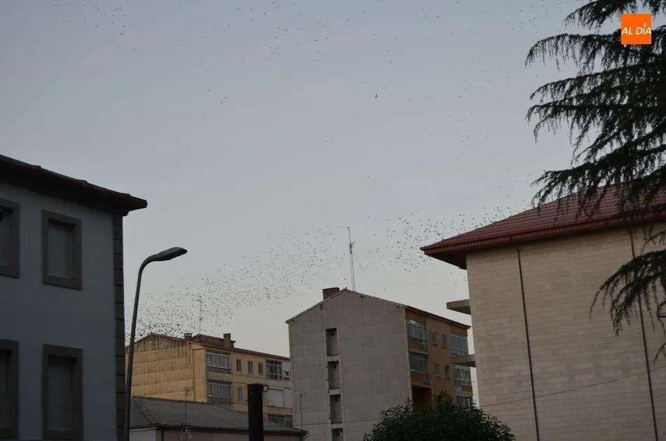 Foto 10 - Grandes bandadas de estorninos han sido ahuyentadas hoy del parque municipal