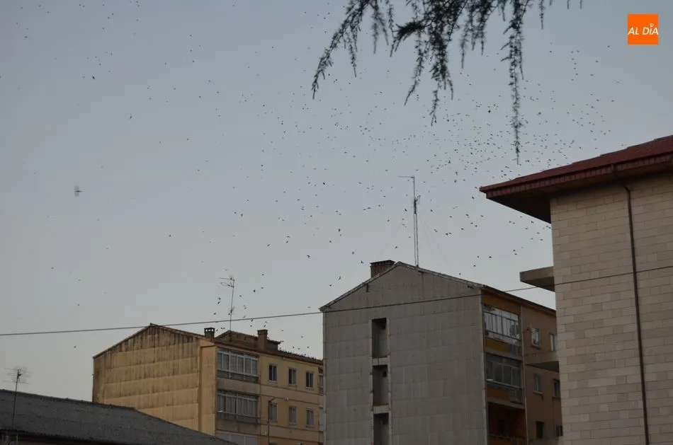 Foto 7 - Grandes bandadas de estorninos han sido ahuyentadas hoy del parque municipal