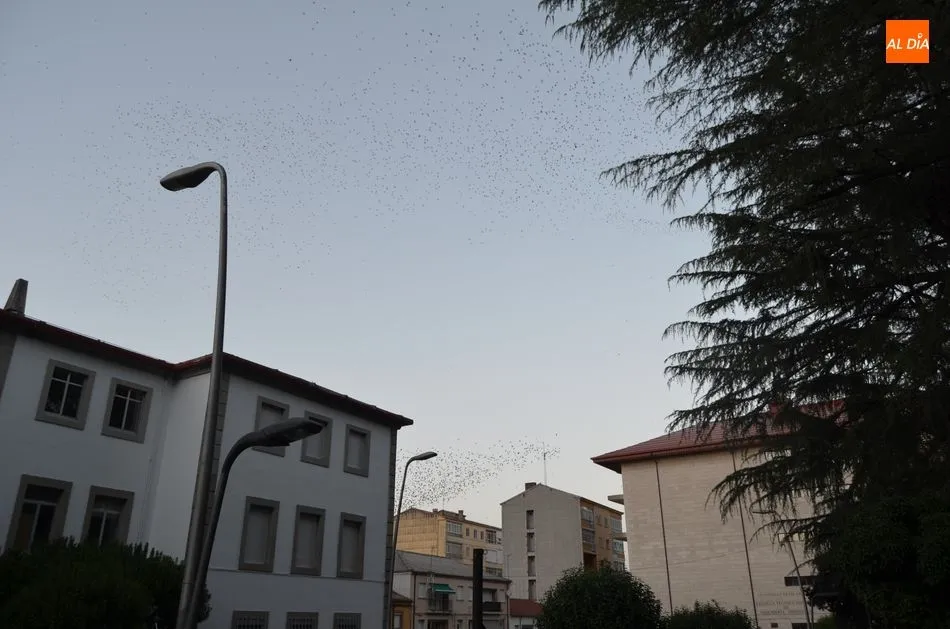 Foto 6 - Grandes bandadas de estorninos han sido ahuyentadas hoy del parque municipal