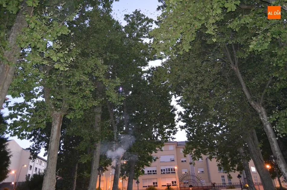 Foto 2 - Grandes bandadas de estorninos han sido ahuyentadas hoy del parque municipal