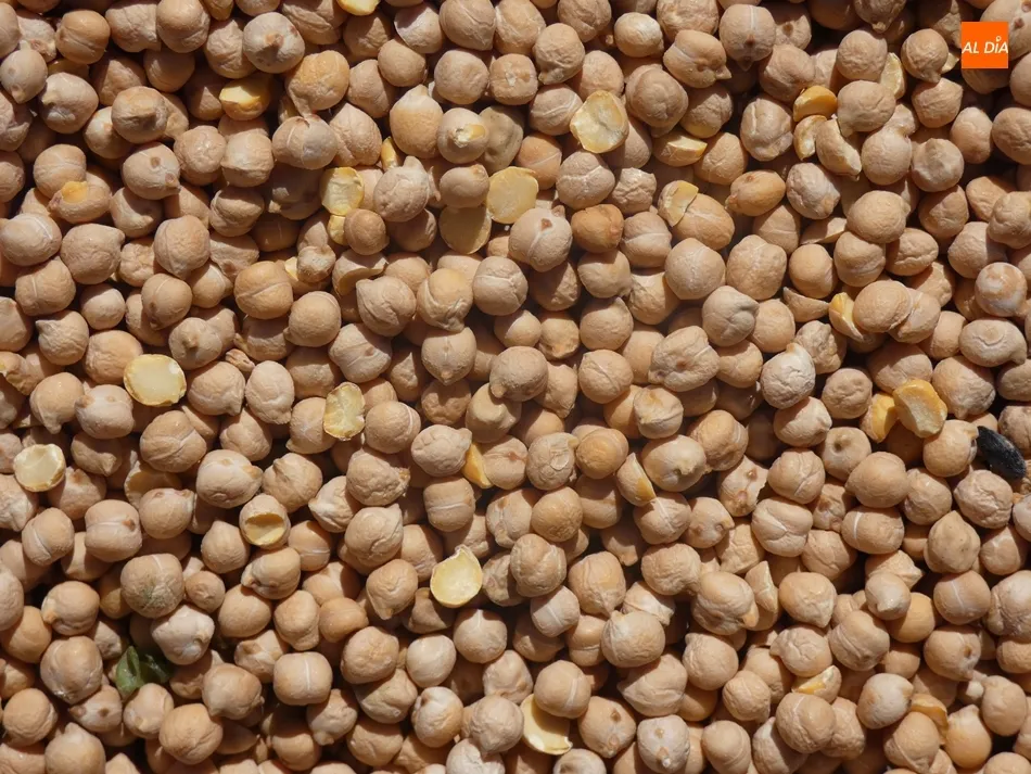 Foto 5 - Buena cosecha de garbanzo pero menos de la esperada